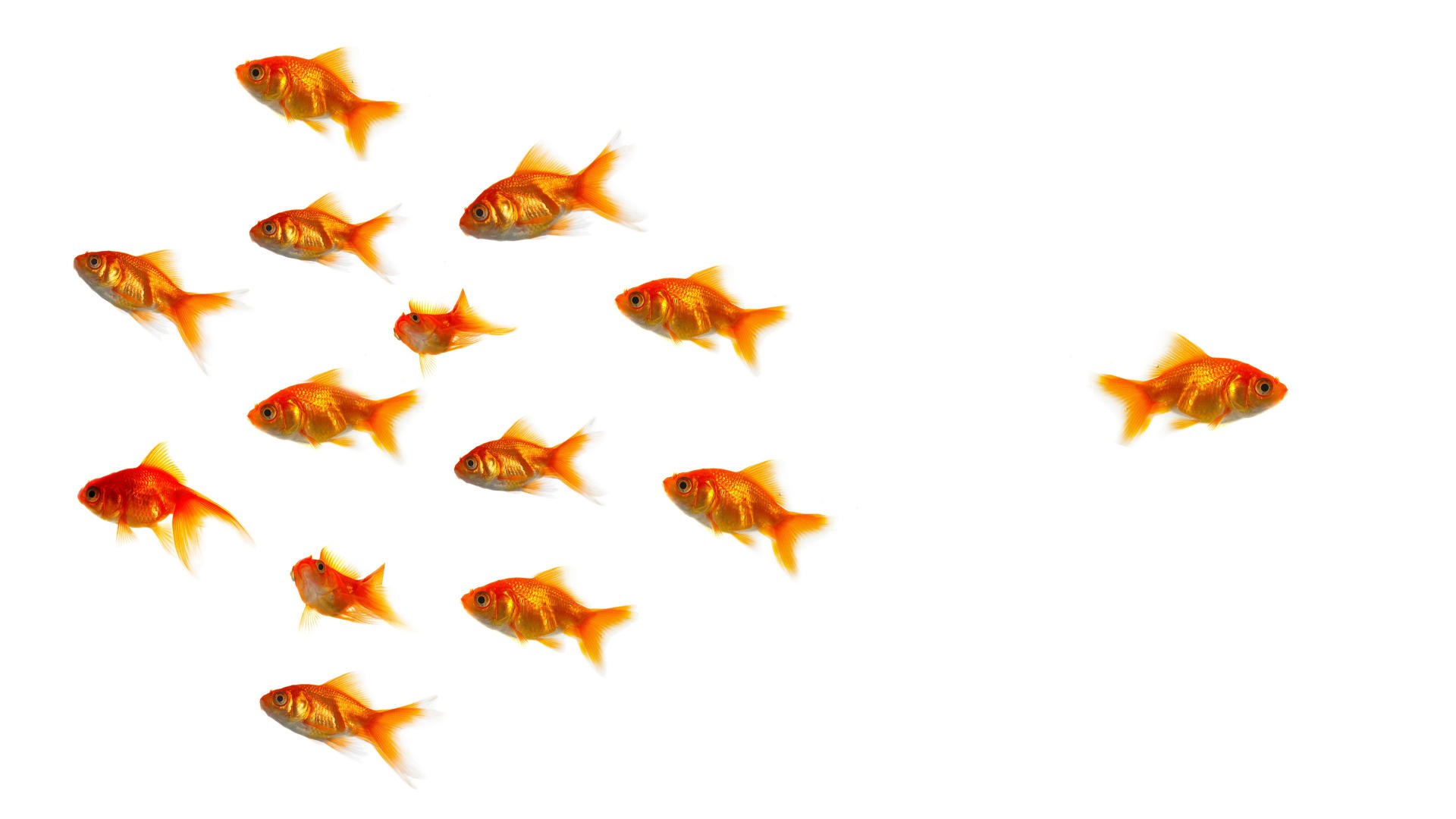 little fishies